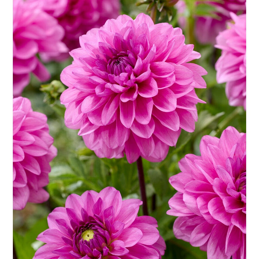 Dahlia Tolledo Dekorativ 1-pak Nyhet